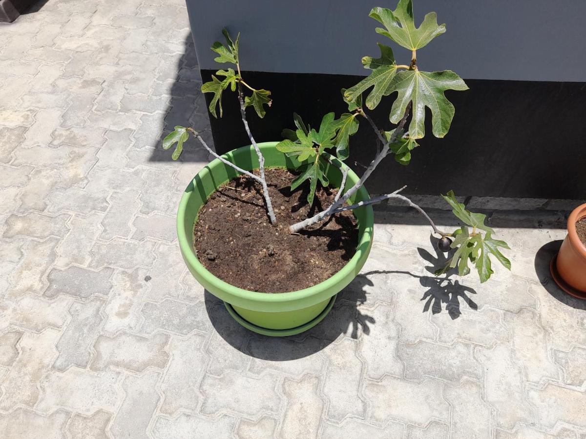 Kelpmeeu Self- Catering Apartments Swakopmund Eksteriør billede